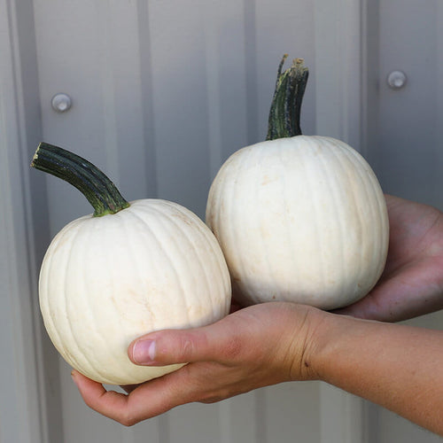 Pumpkin Snowdrop F1 Seed