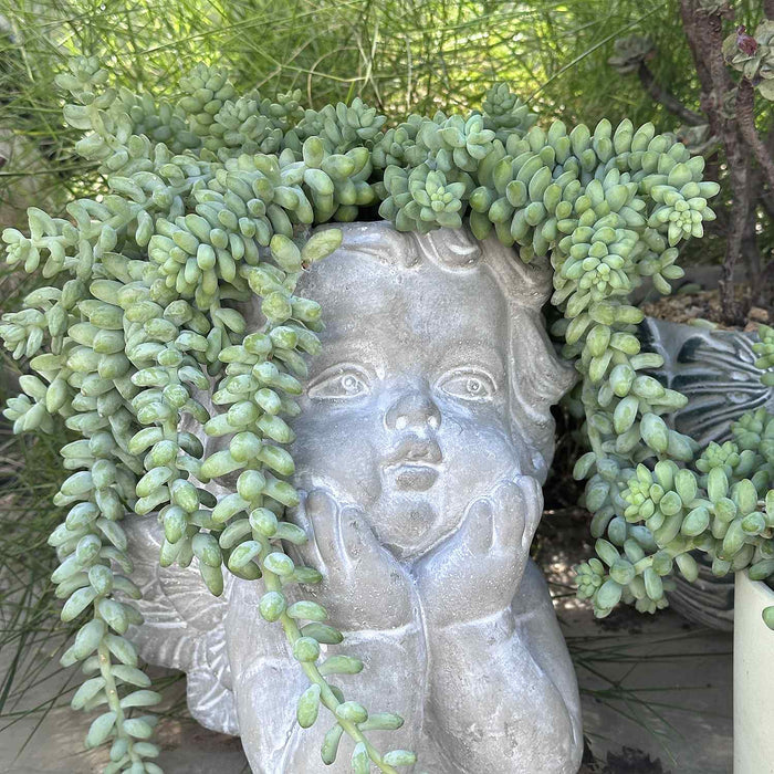 Sedum Morganianum Burrito (4 inch)