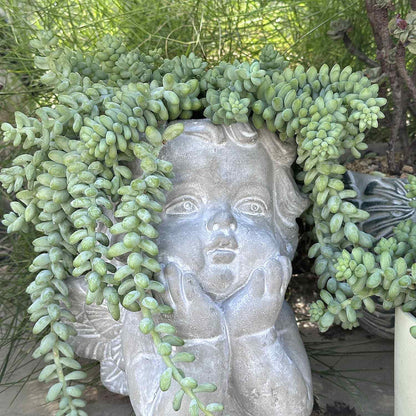 Sedum Morganianum Burrito (4 inch)