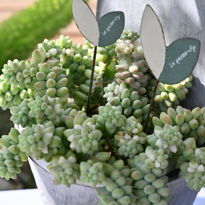 Sedum Morganianum Burrito (4 inch)