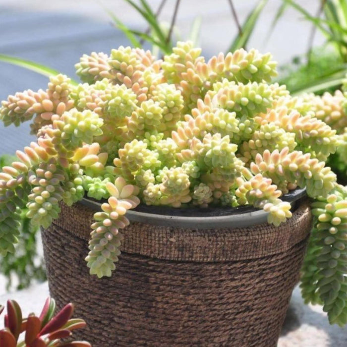 Sedum Morganianum Burrito (4 inch)