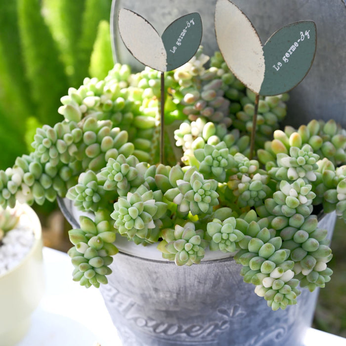 Sedum Morganianum Burrito