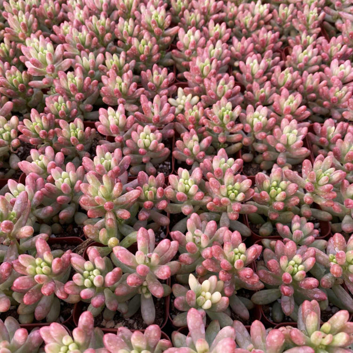 sedum-rubrotinctum-roseum-bulk-sale