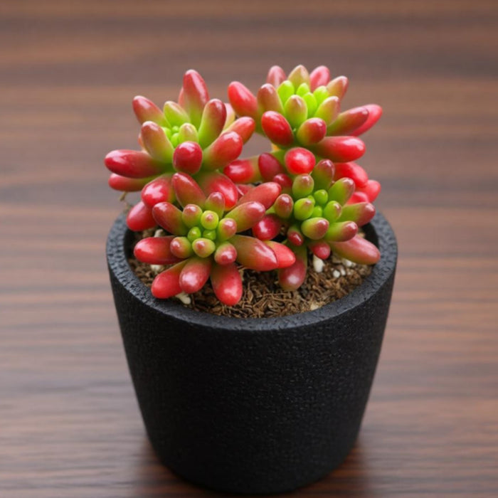 Sedum Rubrotinctum 'Roseum'
