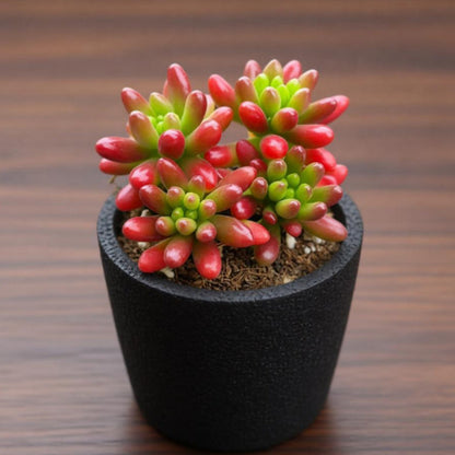 Sedum Rubrotinctum 'Roseum'