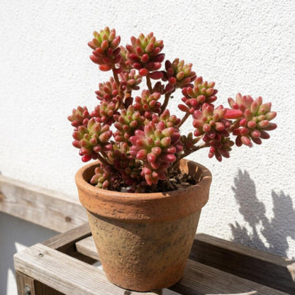 Sedum Rubrotinctum 'Roseum'
