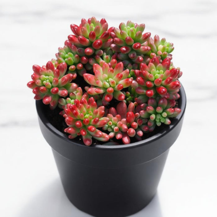 Sedum Rubrotinctum 'Roseum'