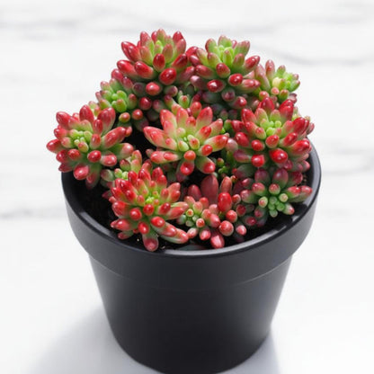 Sedum Rubrotinctum 'Roseum'