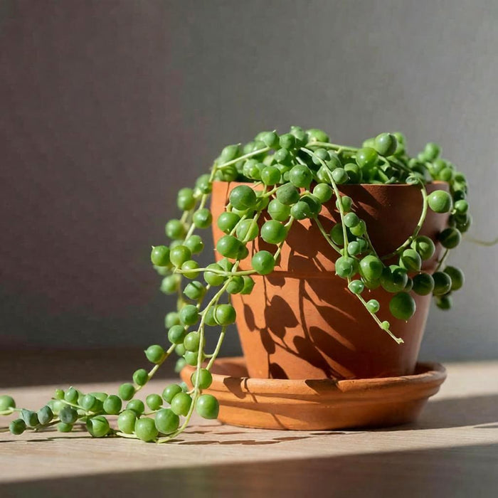 String of Pearls / Senecio Rowleyanus (4 inch)