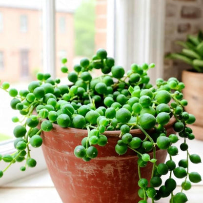 String of Pearls / Senecio Rowleyanus (4 inch)