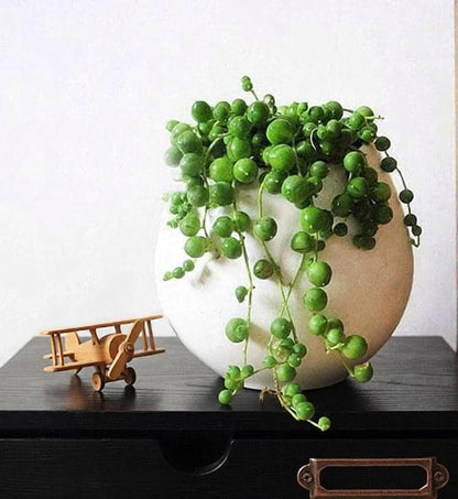 String of Pearls / Senecio Rowleyanus (4 inch)