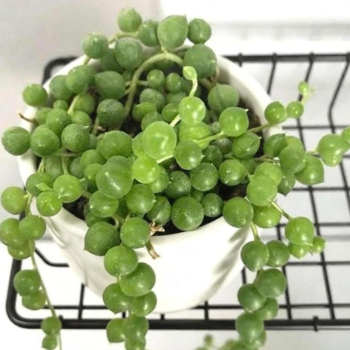 String of Pearls / Senecio Rowleyanus (4 inch)