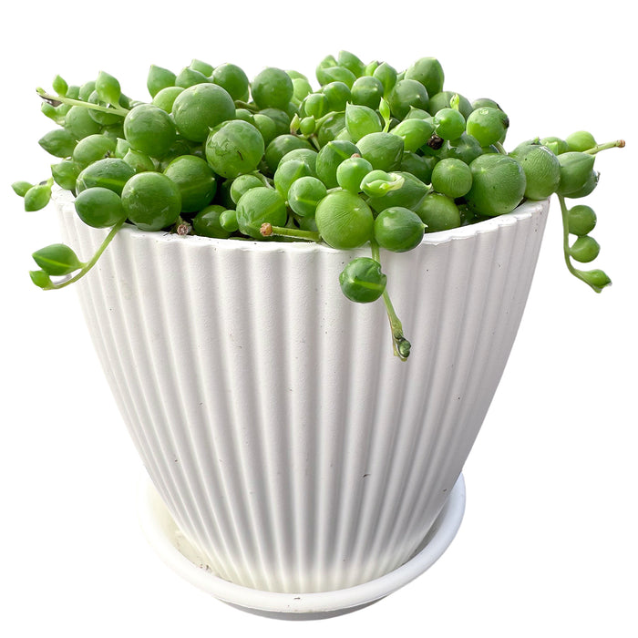 String of Pearls / Senecio Rowleyanus (4 inch)