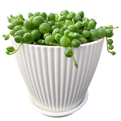 String of Pearls / Senecio Rowleyanus (4 inch)