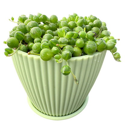 1 Plant / Green striped pot