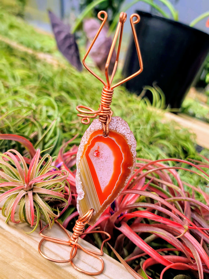 WYSIWYG Agate Crystal Butterfly Air Plant Holder with Ionantha Mexican