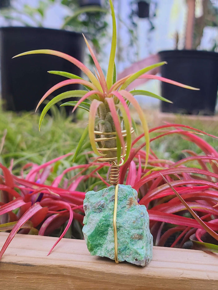 WYSIWYG Green Opal Air Plant Holder with Ionantha Mexican
