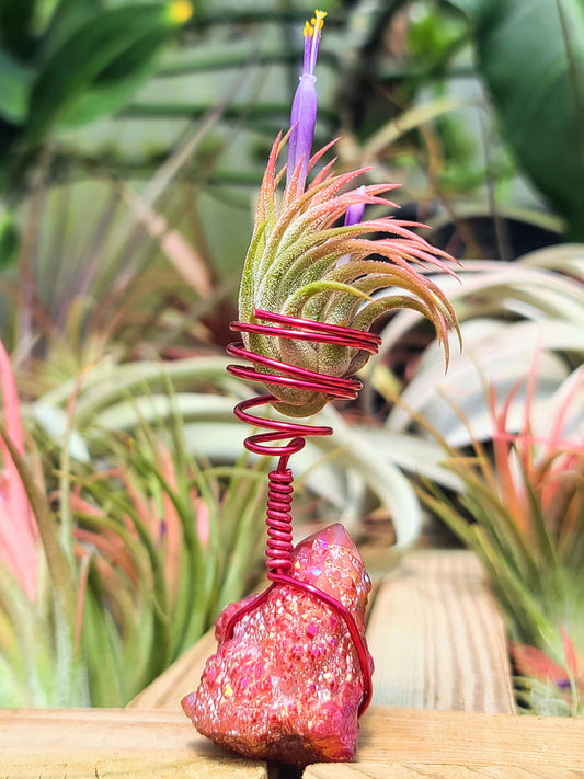 WYSIWYG Red Aura Quartz Cluster Air Plant Holder with Ionantha Mexican